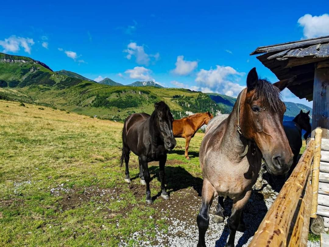 ホテル Cabana Cascada Cailor Borşa エクステリア 写真
